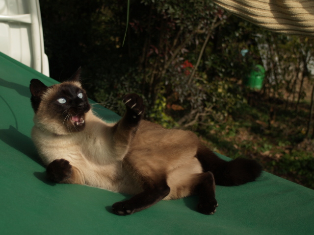 Nature of a domestic cat