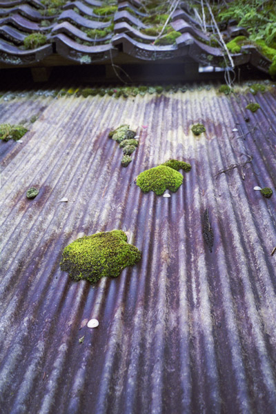 Moss roof