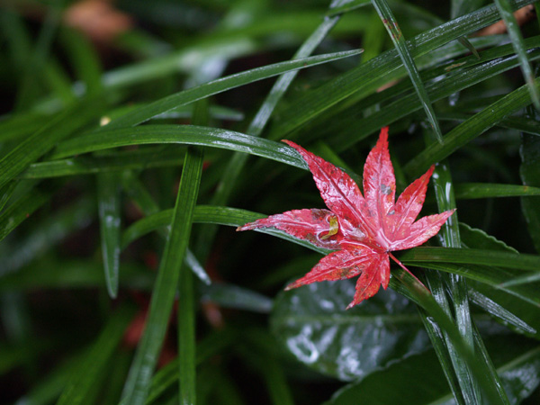 A wet maple