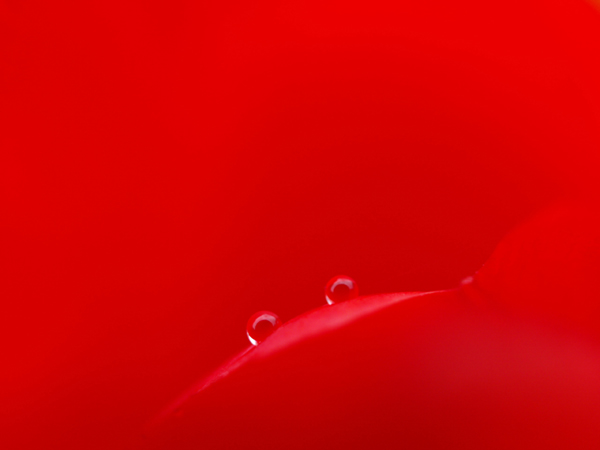 The drop of the ruby