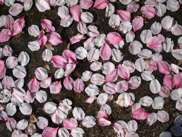 Dropping cherry blossoms