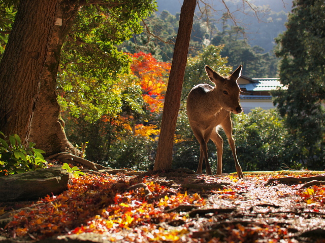 神の棲む島