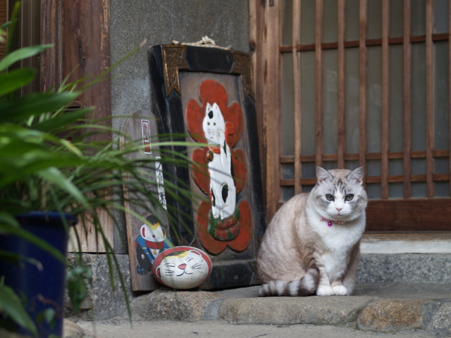 The house of the cat