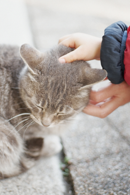 Stroking a cute cat