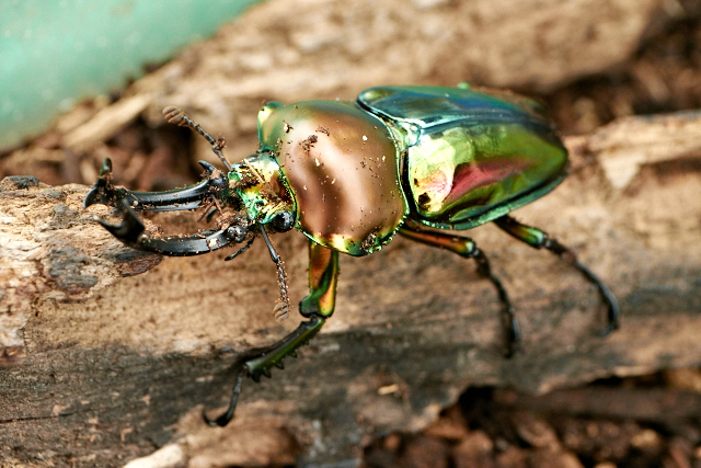 Phalacrognathus muelleri