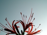 Spider lily