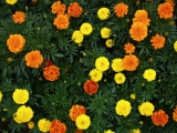 Marigold