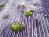 Moss roof