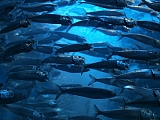 School of fish