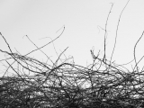 Withered branches