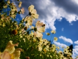 Yellow cosmos