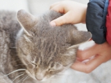 Stroking a cute cat